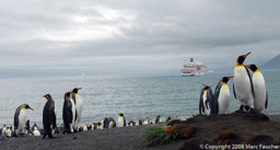 King Penguins with Hanseatic in Gold Harbour, South Georgia