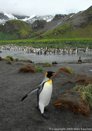 King penguins, Bertrab Glacier, Gold Harbour, South Georgia