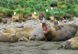 Southern elephant seals, Gold Harbour, South Georgia