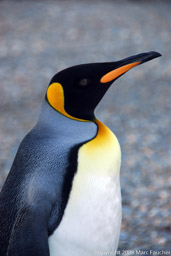 King penguin, Moltke Harbour, South Georgia