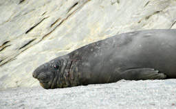 Southern elephant seal, Moltke Harbour, South Georgia