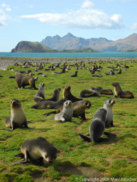 Antarctic fur seals, Stromness Bay, South Georgia