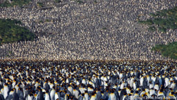 Massive King penguin colony, Salisbury Plain, South Georgia