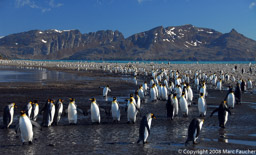 King penguins on the beach, Salisbury Plain, South Georgia