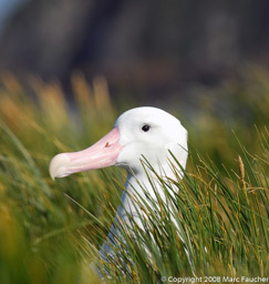 Wandering albatross, Prion Island, South Georgia