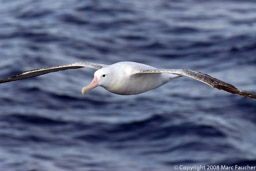 Wandering albatross, Scotia Sea toward Falklands