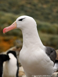 Black-browed albatross, New Island, Falkland Islands