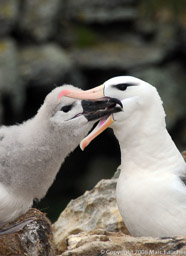 Black-browed albatross feeding chick, New Island, Falkland Islands