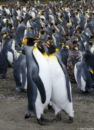 Dancing King Penguins