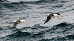 Black-Browed Albatross Pair
