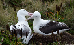 Southern Royal Albatross Pair
