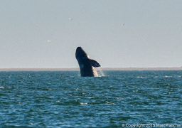 Gray whale breach at San Ignacio Lagoon