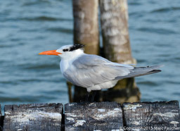 Orange-Billed Royal Tern