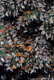 Monarch butterfly clump