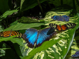Butterflies
Green Hills Butterfly Ranch
Cayo, Belize