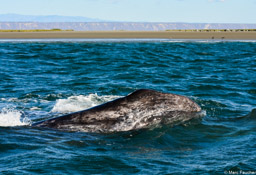 Gray whale eye in San Ignacio Lagoon