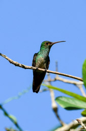 Scaly-breasted hummingbird