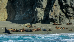 California fur seals near Magdalena Bay, Baja