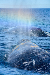 Male gray whale courting a female