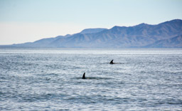 Dolphin pair in Magdalena Bay