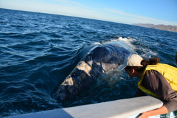 Peggy and a gray whale