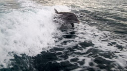 Dolphin chase near La Paz, Baja
