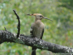 Hoopoo on the way to Soi Thangthanka
Jgme Dorji National Park
Day 2 of the Snowman Trek
Paro, Bhutan