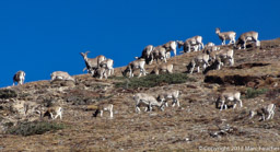 Herd of Blue sheep on the way up to the Jhari La
Day 8 of the Snowman Trek
Jigme Dorji National Park,  Bhutan