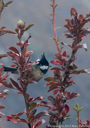 Black-crested Tit