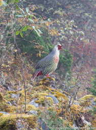 Blood pheasant