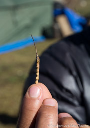 Caterpillar fungus (cordyceps)