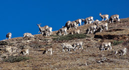 Herd of Blue sheep on the way up to the Jhari La
Day 8 of the Snowman Trek
Jigme Dorji National Park,  Bhutan