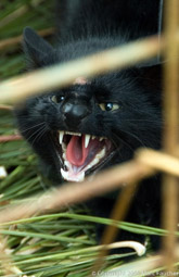 Black Pampas Cat