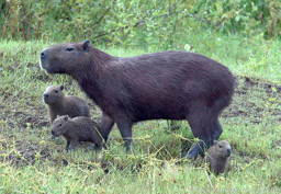 Capybara with Young
