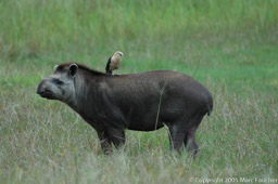 Brazilian Tapir with Yellow-headed Caracara