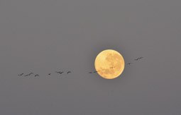 Ibis and the Moon