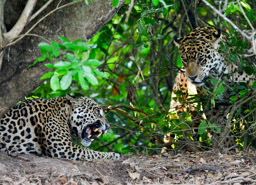 Jaguar Couple