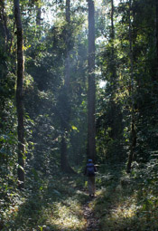 Kalang Forest
Between Ziyadum and Kalang
Kachin State, Myanmar