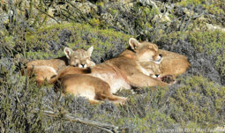 Puma with 2 cubs