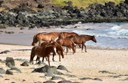 Horses at Anakena