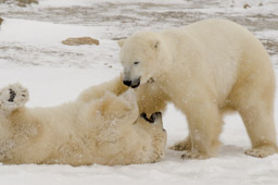 Polar Bears Play-Fighting