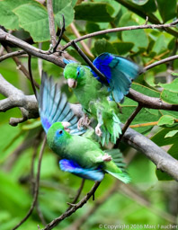 Spectacled Parrotlet FIght