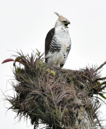 Ornate Hawk-eagle