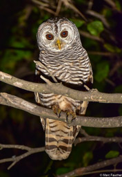 Chaco Owl