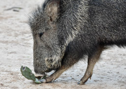 Chacoan Peccary Removing Thorns