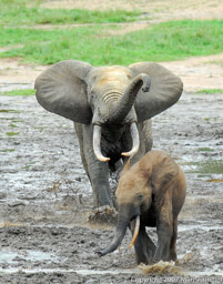 Chasing an elephant
