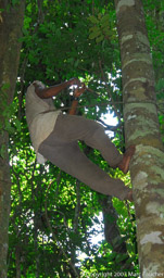 BaAka Tree Climbing