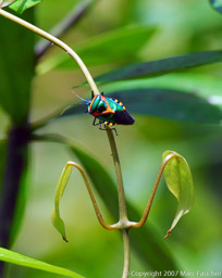 Colorful insect