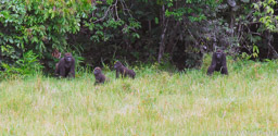 Gorilla Group, Mbeli Bai, Congo