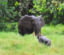Elephant & Gorilla, Mbeli Bai, Congo